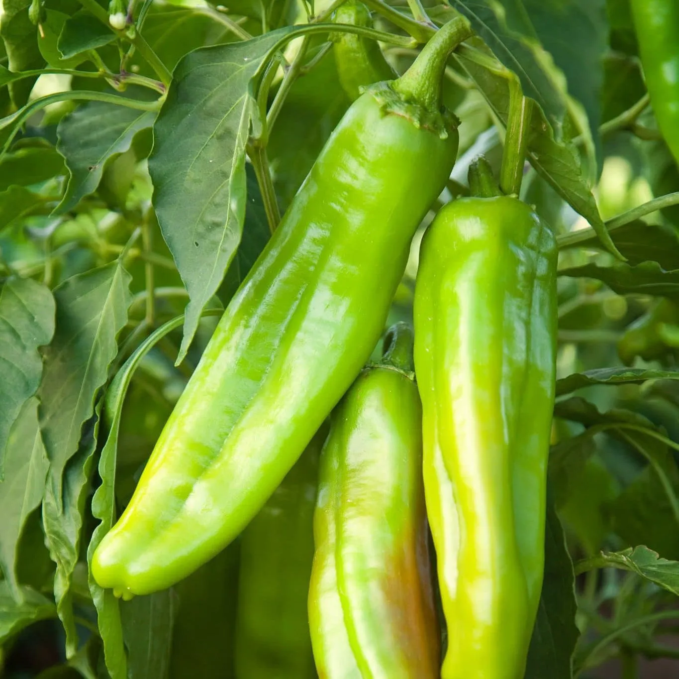 Fresh Hatch Green Chile