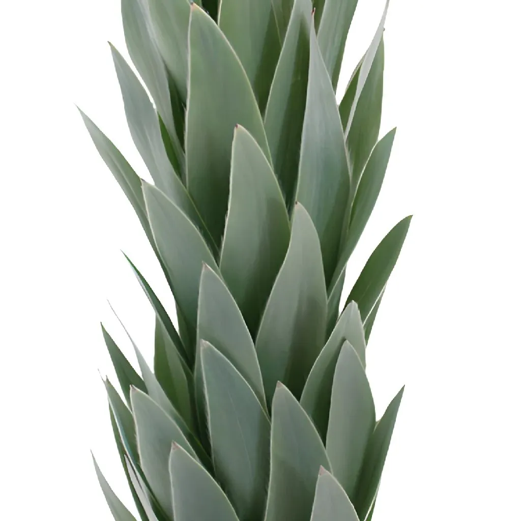 Silver Tree Leucadendron